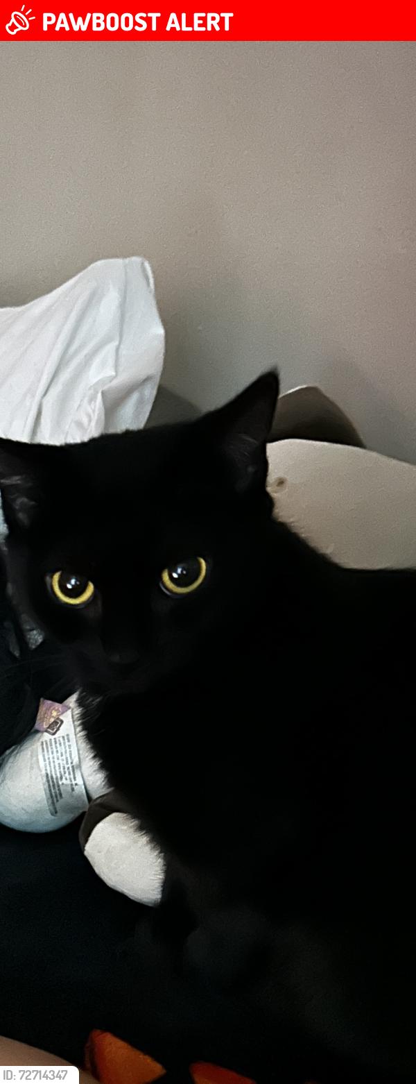 Lost Female Cat last seen Bushnell, cedar, university heights, Whole Foods, University Heights, OH 44118