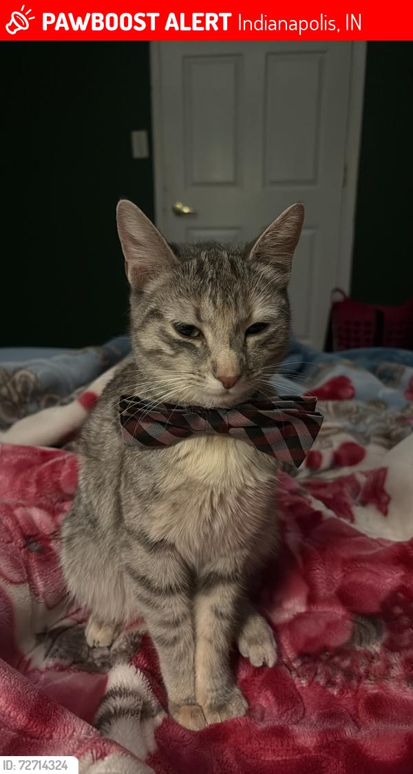 Lost Female Cat last seen By hill valley on county line rd, Indianapolis, IN 46217