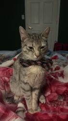 Lost Female Cat last seen By hill valley on county line rd, Indianapolis, IN 46217