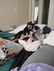 Lost Male Dog last seen Eton elementary , sunshine market , neighborhoods., Chatsworth, GA 30705
