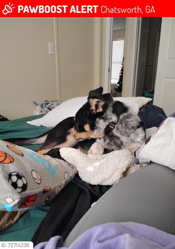 Lost Male Dog last seen Eton elementary , sunshine market , neighborhoods., Chatsworth, GA 30705