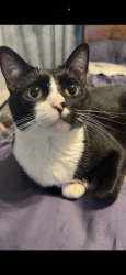 Lost Female Cat last seen McKinnon St , New Brockton, AL 36351