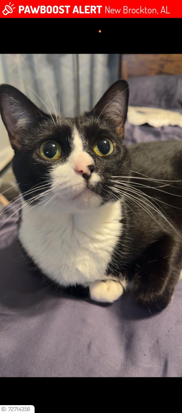 Lost Female Cat last seen McKinnon St , New Brockton, AL 36351