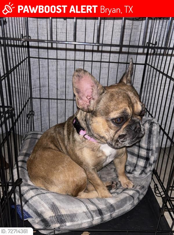 Lost Female Dog last seen Pecan ridge, Bryan, TX 77802