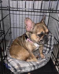 Lost Female Dog last seen Pecan ridge, Bryan, TX 77802