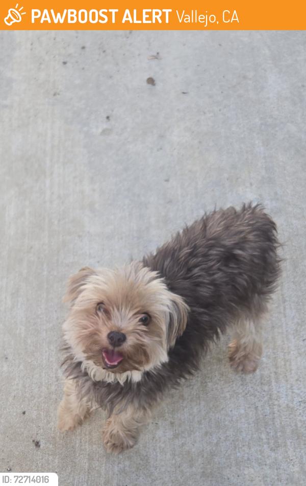 Found/Stray Male Dog last seen Curtis and Oakwood, Vallejo, CA 94591