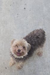 Found/Stray Male Dog last seen Curtis and Oakwood, Vallejo, CA 94591