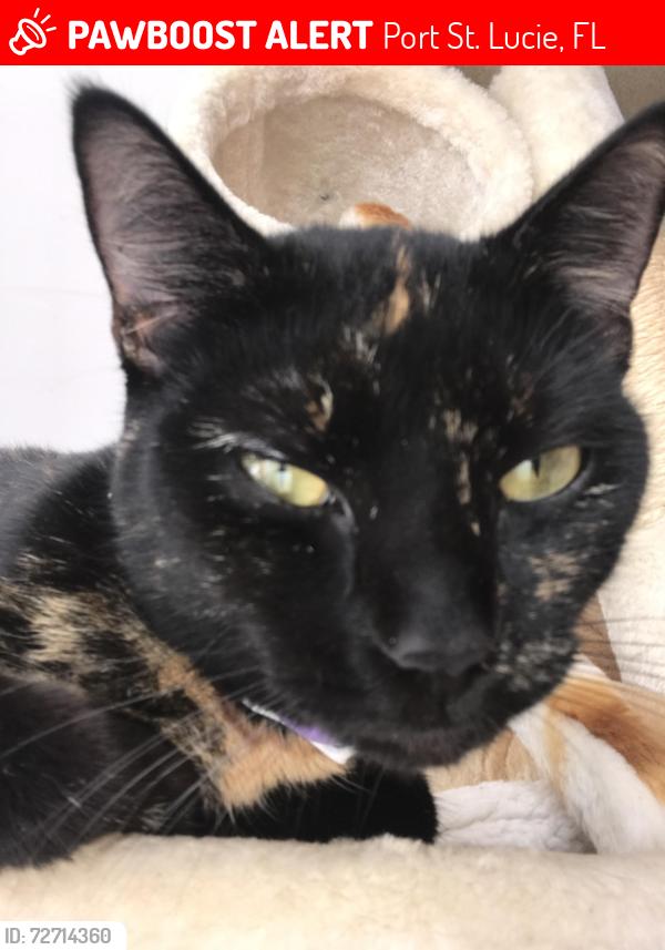 Lost Female Cat last seen Camino del río, Port St. Lucie, FL 34952