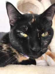 Lost Female Cat last seen Camino del río, Port St. Lucie, FL 34952