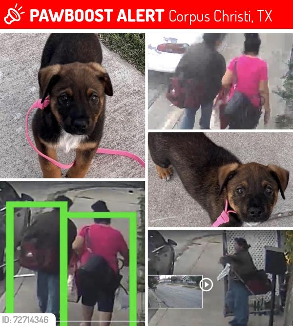 Lost Female Dog last seen 1015s alameda st, Corpus Christi, TX 78404