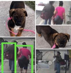 Lost Female Dog last seen 1015s alameda st, Corpus Christi, TX 78404