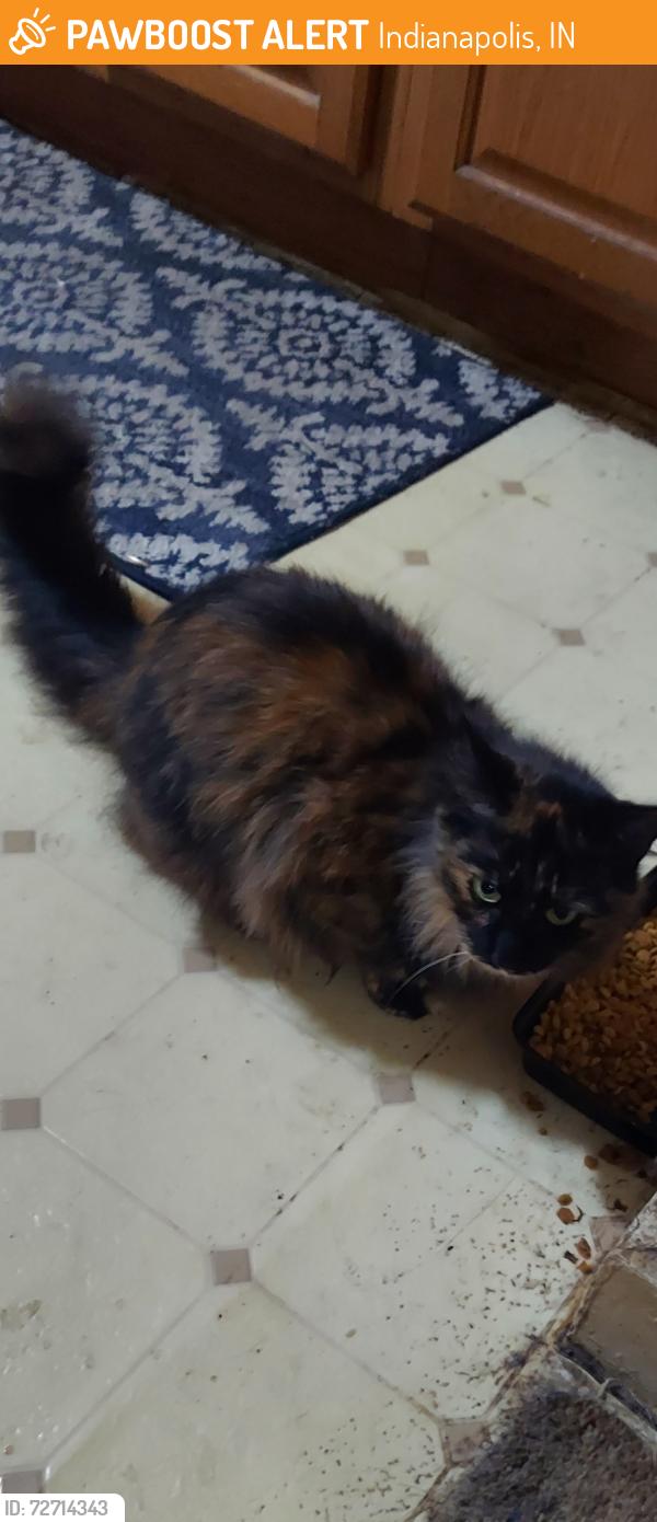 Found/Stray Unknown Cat last seen E perry and boyd and Carson ave, Indianapolis, IN 46227