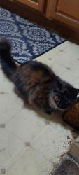 Found/Stray Unknown Cat last seen E perry and boyd and Carson ave, Indianapolis, IN 46227