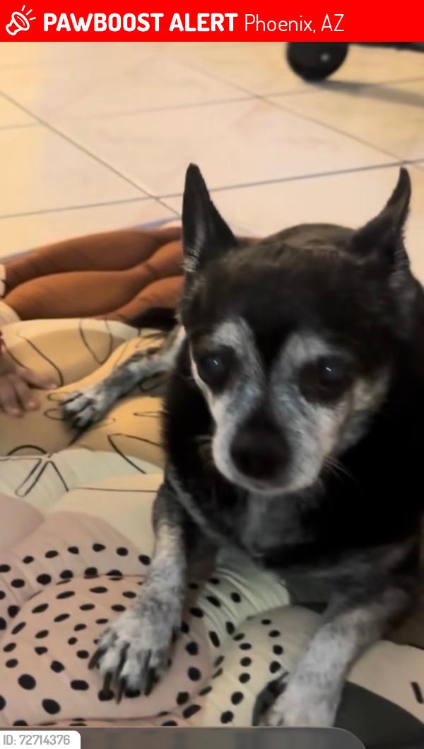 Lost Male Dog last seen 21st ave thomas, Phoenix, AZ 85015