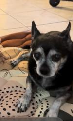 Lost Male Dog last seen 21st ave thomas, Phoenix, AZ 85015