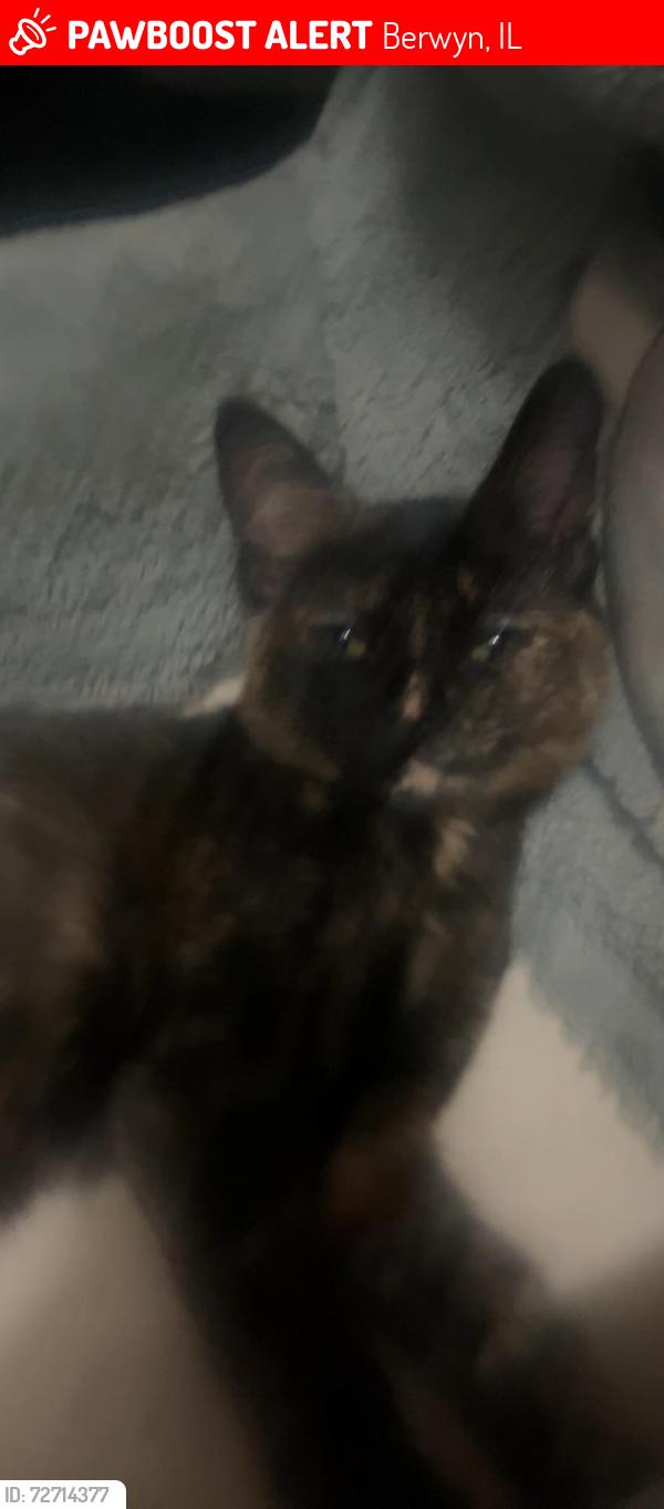 Lost Female Cat last seen 13th street and roosevelt , Berwyn, IL 60402