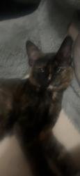 Lost Female Cat last seen 13th street and roosevelt , Berwyn, IL 60402