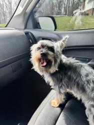 Lost Male Dog last seen Boone Lake, Piney Flats, TN 37686