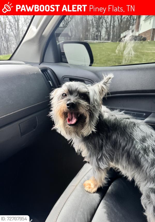 Lost Male Dog last seen Boone Lake, Piney Flats, TN 37686