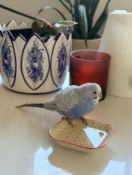 Found/Stray Unknown Bird last seen Moorpark Ave and Menker Ave, San Jose, CA 95128