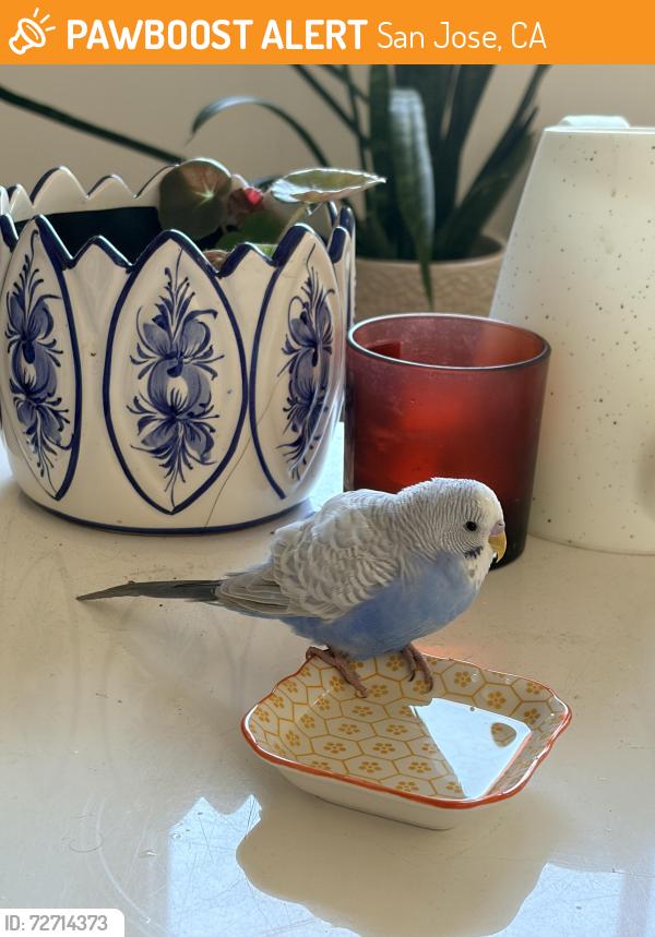 Found/Stray Unknown Bird last seen Moorpark Ave and Menker Ave, San Jose, CA 95128