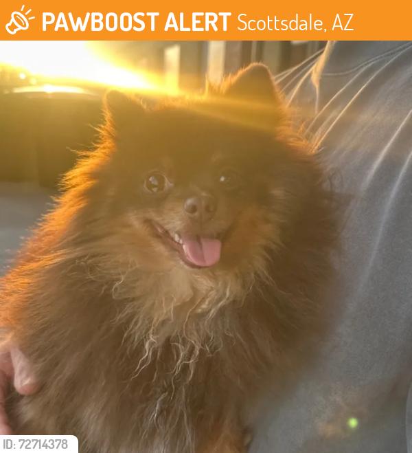Found/Stray Male Dog last seen N Brown Ave and E 2nd St, Scottsdale, AZ 85251