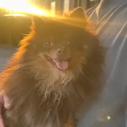 Found/Stray Male Dog last seen N Brown Ave and E 2nd St, Scottsdale, AZ 85251