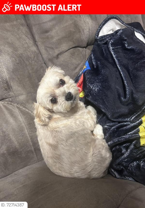 Lost Female Dog last seen Garner Dr & 65 , North Galloway Township, MO 65721