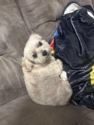 Lost Female Dog last seen Garner Dr & 65 , North Galloway Township, MO 65721