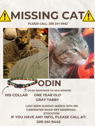 Lost Male Cat last seen Carpenter rd/mariposa rd, Stockton, CA 95215