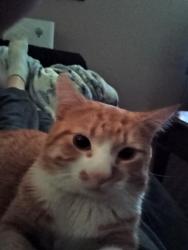 Lost Male Cat last seen Rice Street , Saint Paul, MN 55103