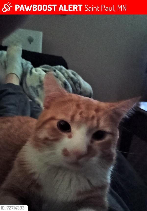 Lost Male Cat last seen Rice Street , Saint Paul, MN 55103