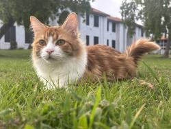 Lost Male Cat last seen 19th Ave & Peoria , Phoenix, AZ 85021