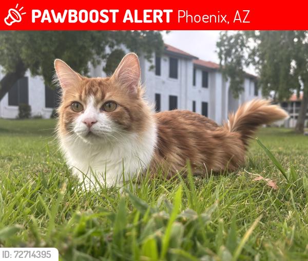 Lost Male Cat last seen 19th Ave & Peoria , Phoenix, AZ 85021