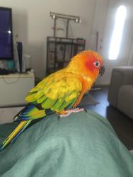 Lost Female Bird last seen 47th Avenue , Miami, FL 33126