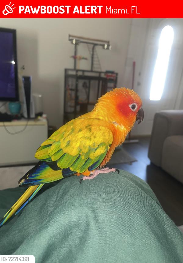Lost Female Bird last seen 47th Avenue , Miami, FL 33126