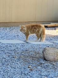 Found/Stray Unknown Cat last seen Old Guejito road, Escondido, CA 92027