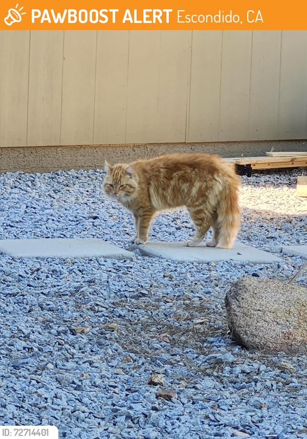 Found/Stray Unknown Cat last seen Old Guejito road, Escondido, CA 92027