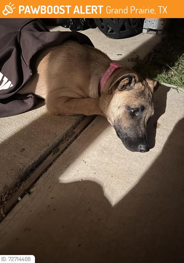 Found/Stray Female Dog last seen Garcia elementary , Grand Prairie, TX 75050