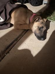 Found/Stray Female Dog last seen Garcia elementary , Grand Prairie, TX 75050