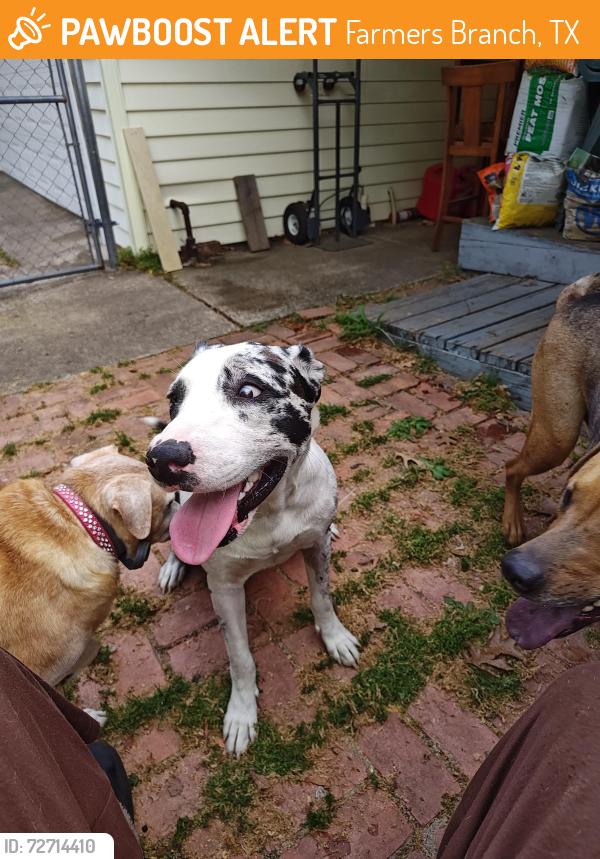 Found/Stray Female Dog last seen Webb Chapel @ Valley View, Farmers Branch, TX 75234