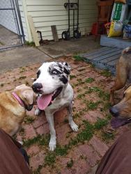 Found/Stray Female Dog last seen Webb Chapel @ Valley View, Farmers Branch, TX 75234