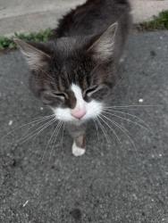 Found/Stray Male Cat last seen Near winding hills drive , Florida, NY 10921