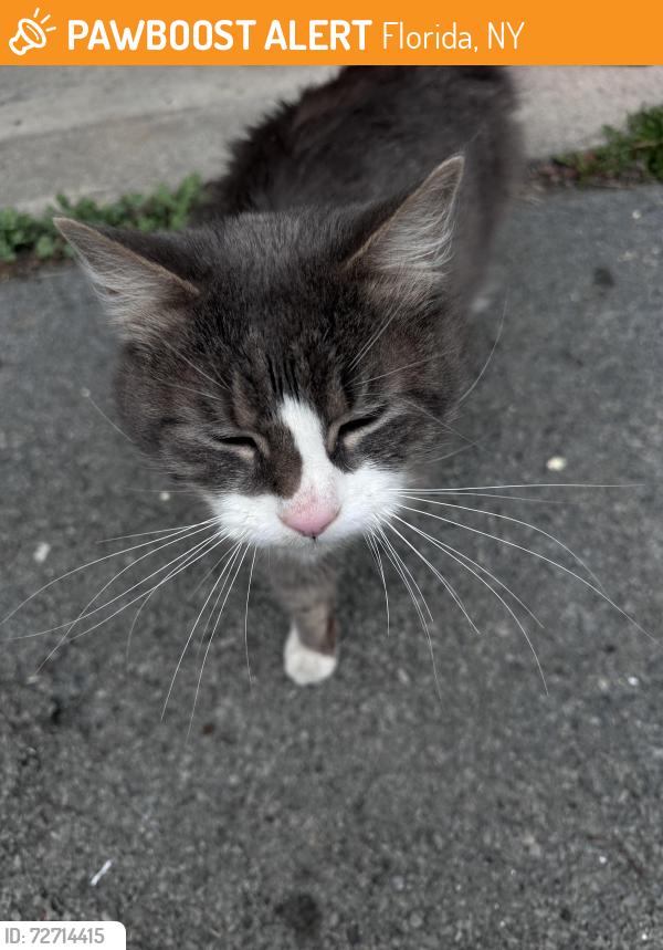 Found/Stray Male Cat last seen Near winding hills drive , Florida, NY 10921