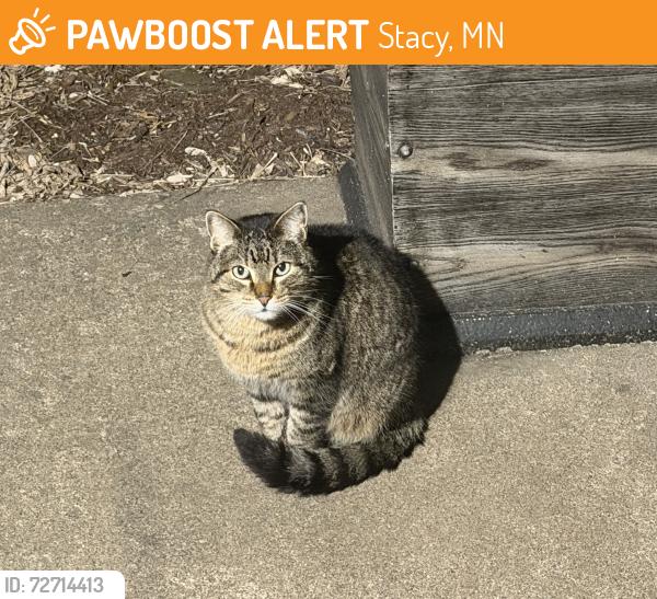 Found/Stray Unknown Cat last seen 307th street, Stacy, MN 55079