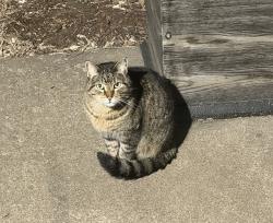Found/Stray Unknown Cat last seen 307th street, Stacy, MN 55079