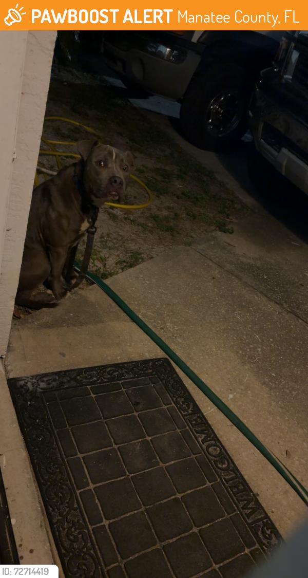 Found/Stray Unknown Dog last seen 57th ave e Bradenton fl 34203, Manatee County, FL 34203