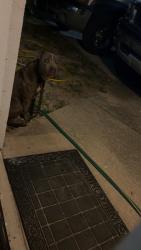 Found/Stray Unknown Dog last seen 57th ave e Bradenton fl 34203, Manatee County, FL 34203