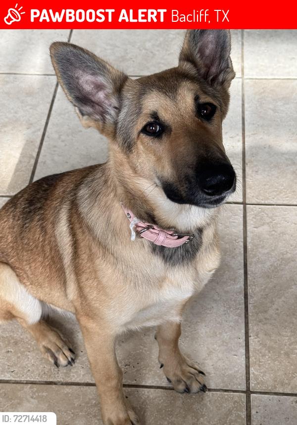Lost Female Dog last seen Grand and Bayshore, Bacliff, TX 77518
