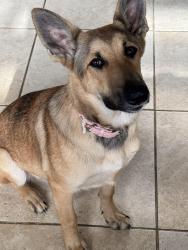 Lost Female Dog last seen Grand and Bayshore, Bacliff, TX 77518